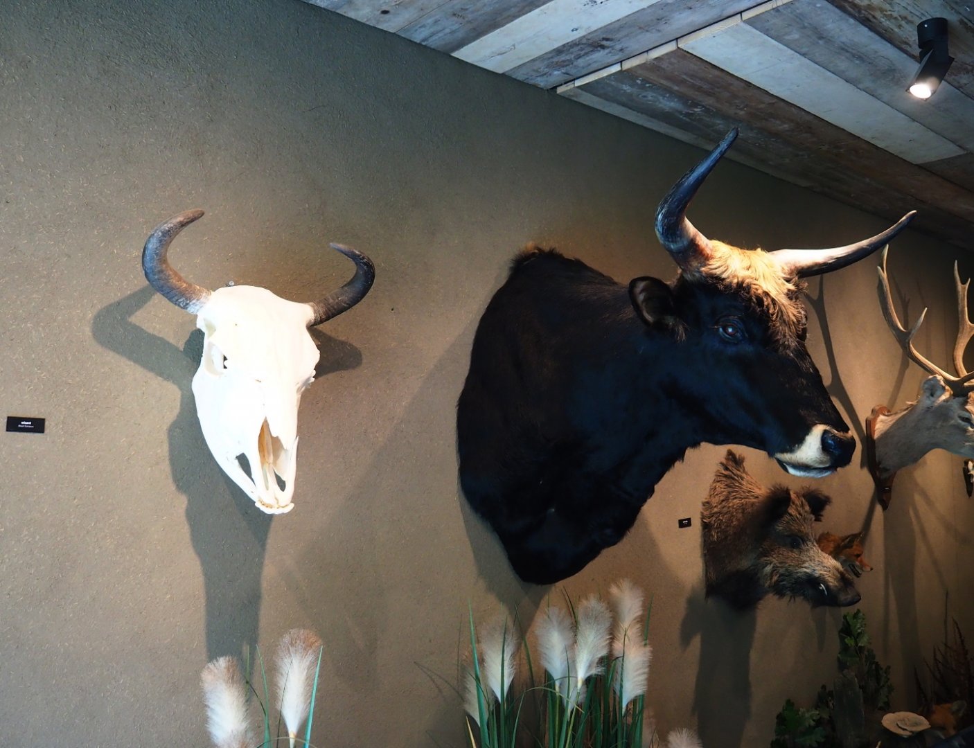 Limburg House museum floor - Heck cattle head mount and wisent skull, 2019-07-21