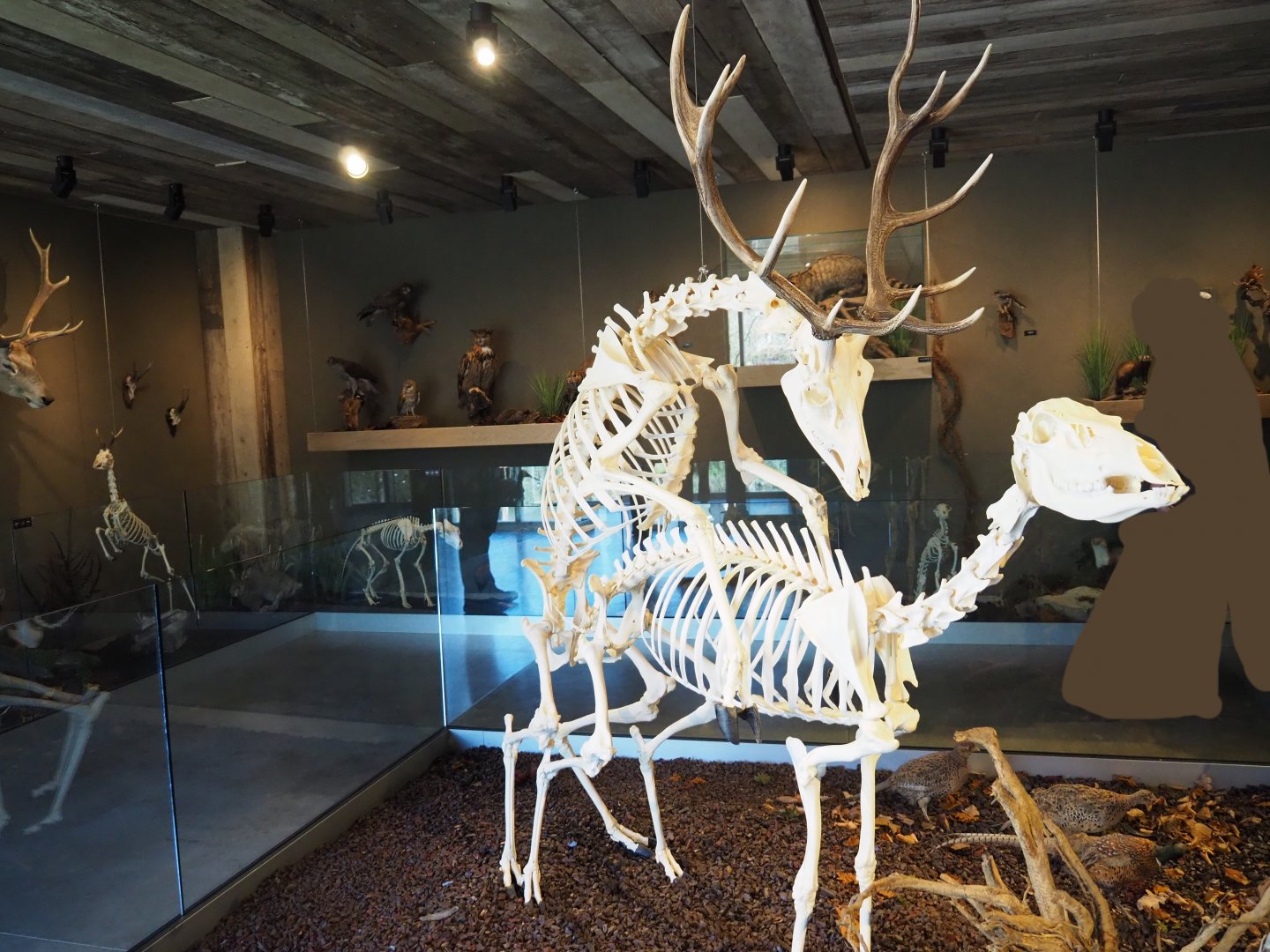 Limburg House museum floor with mounted red deer skeletons, 2019-03-30