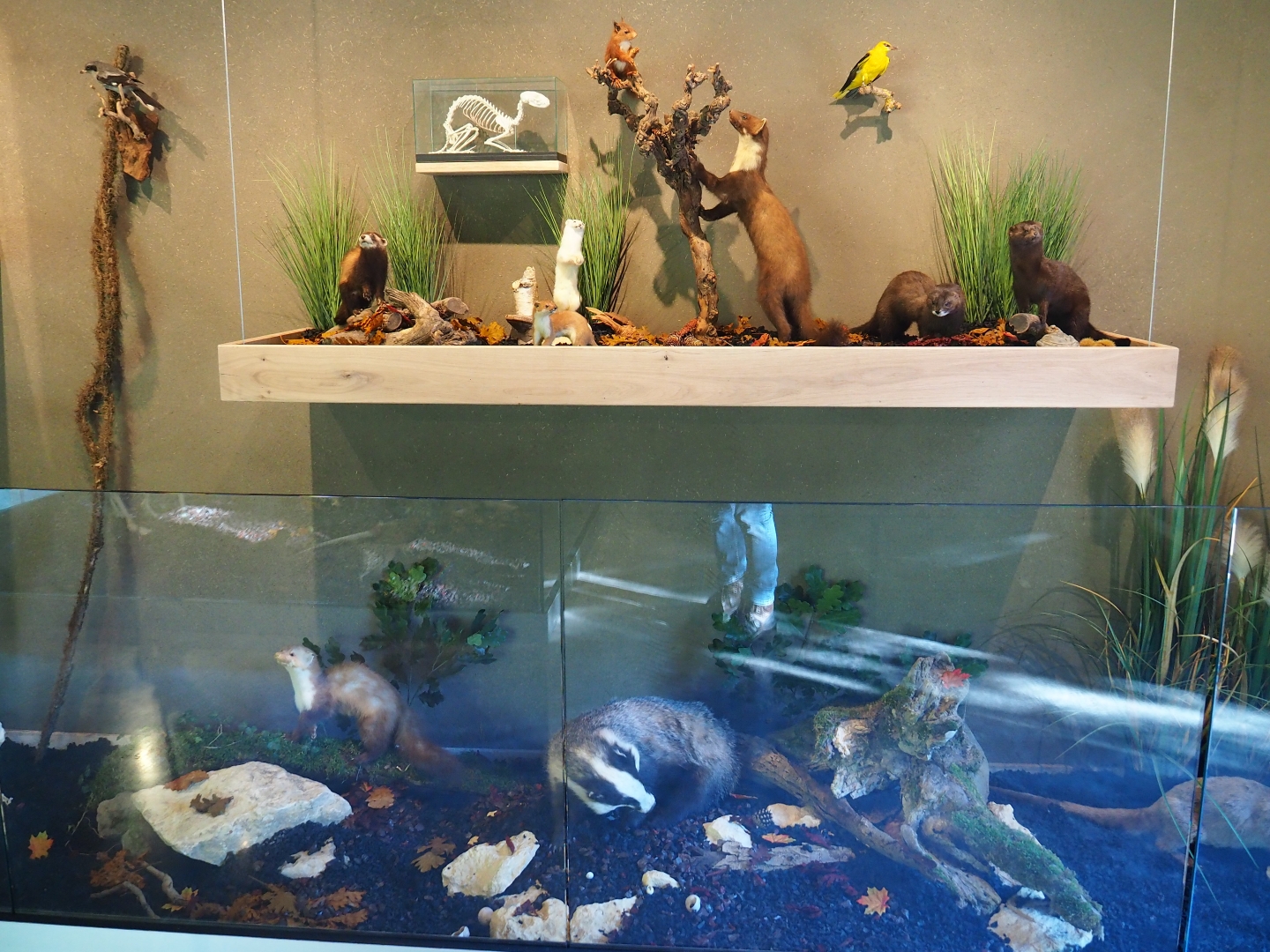 Limburg House museum specimens (Oct 13th, 2018)