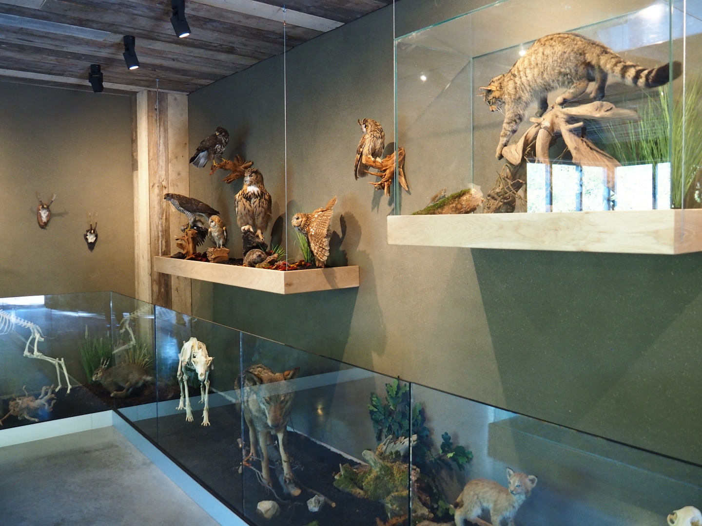 Limburg House museum specimens (Oct 13th, 2018)