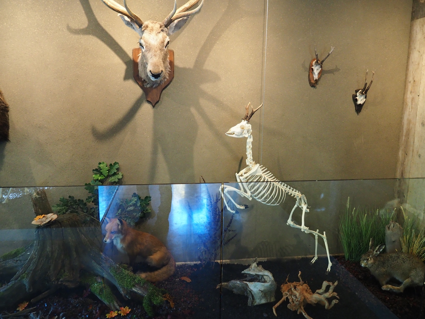 Limburg House museum specimens (Oct 13th, 2018)