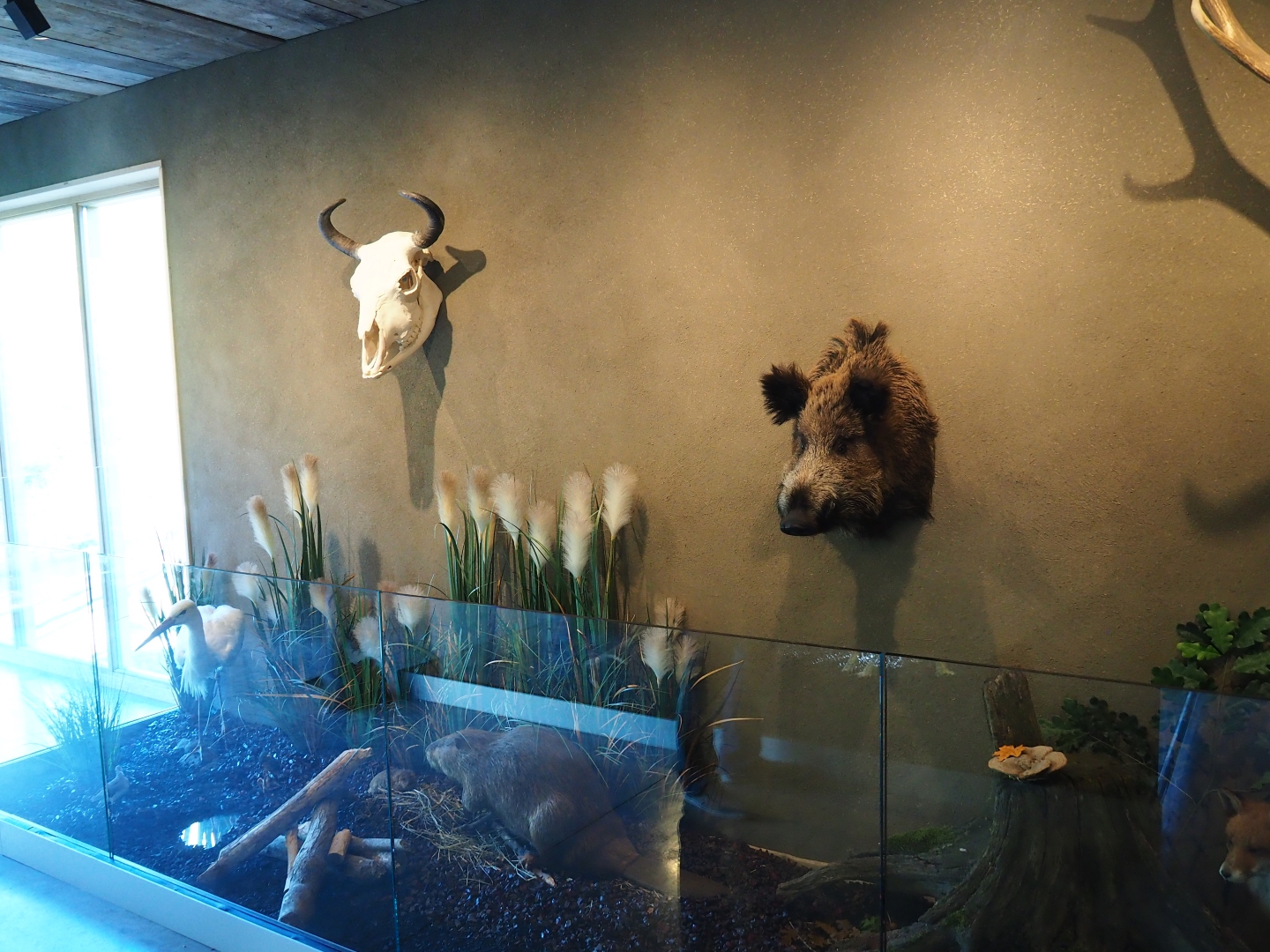 Limburg House museum specimens (Oct 13th, 2018)