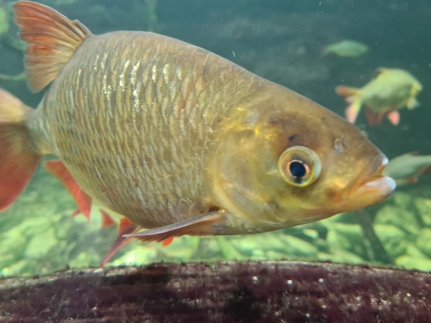 Limburg house - Rudd