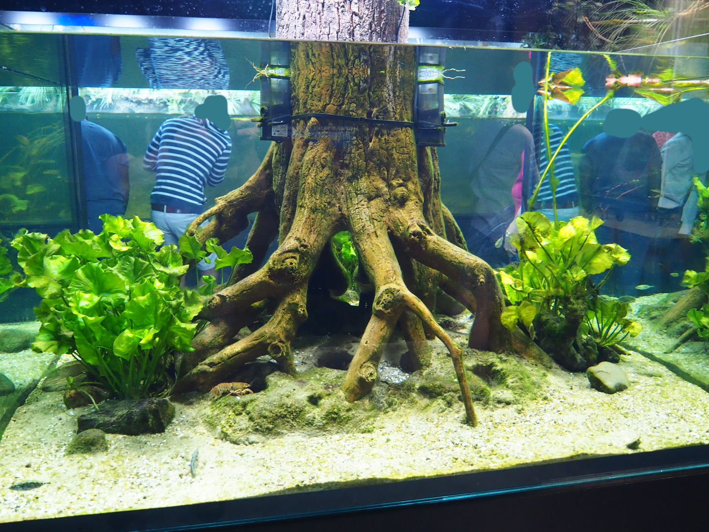 Limburg House - Three-spined stickleback and European noble crayfish aquarium, 2019-07-21