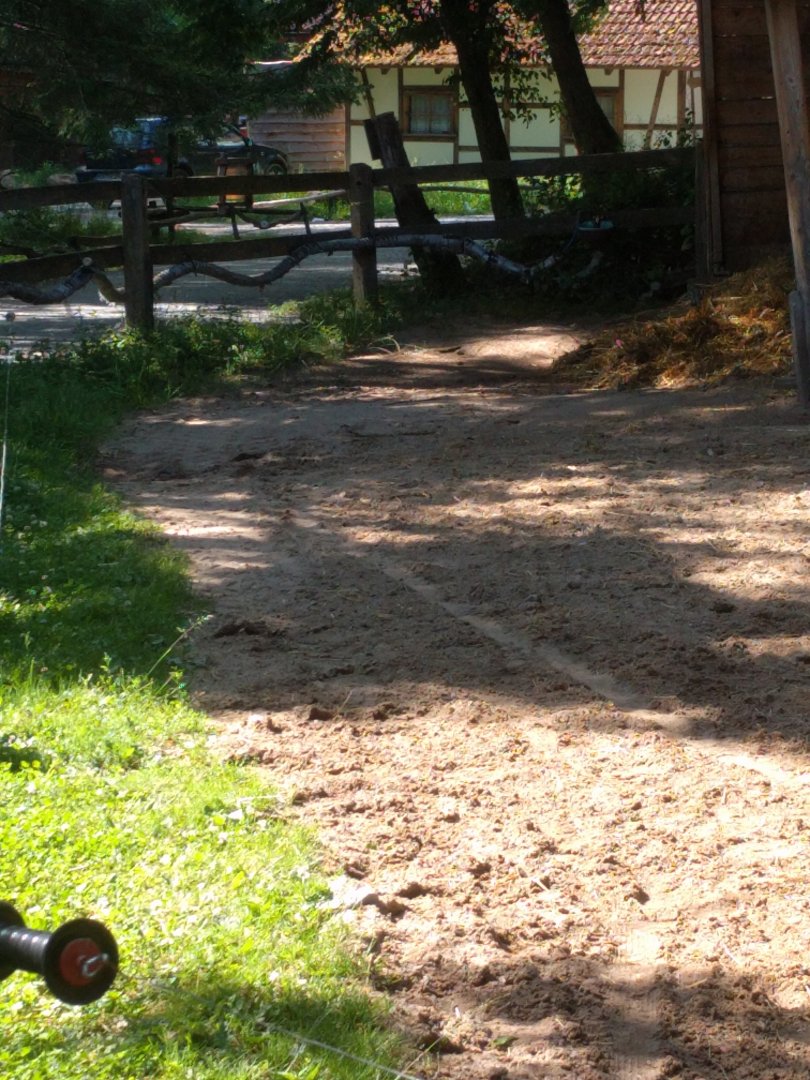 Limburger cattle Enclosure