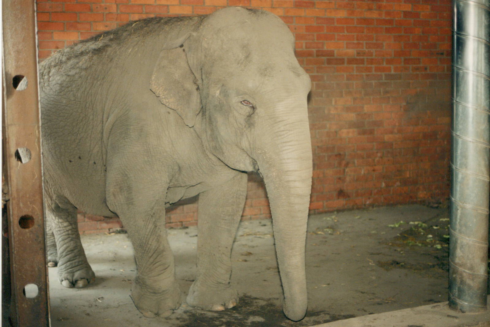Limburgse Zoo, Genk - Asian elephant