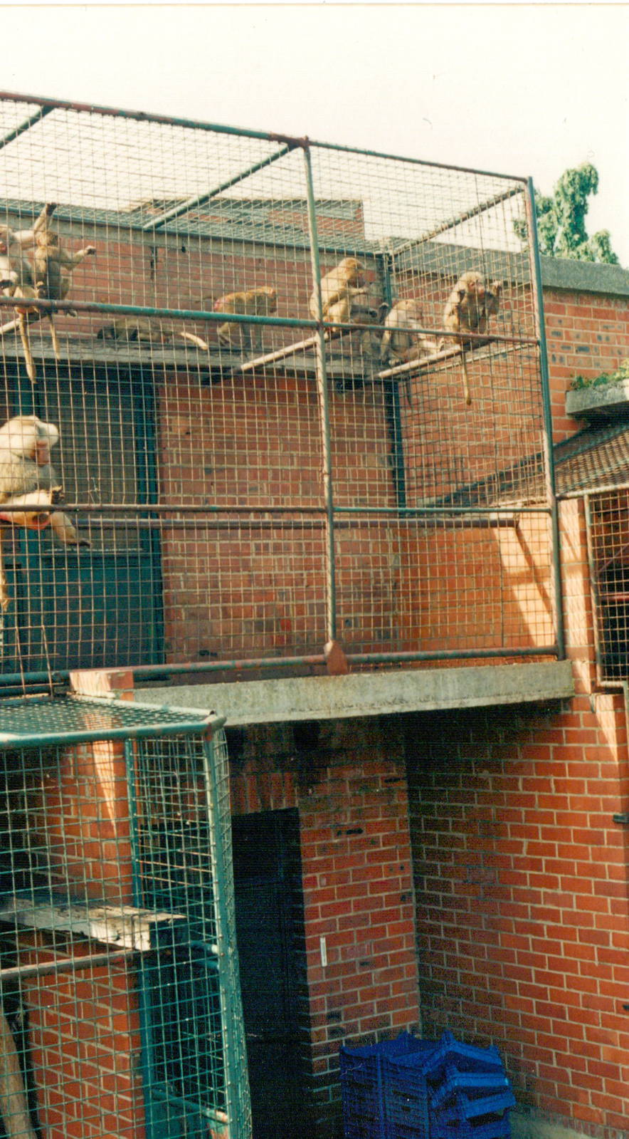 Limburgse Zoo, Genk - Baboons