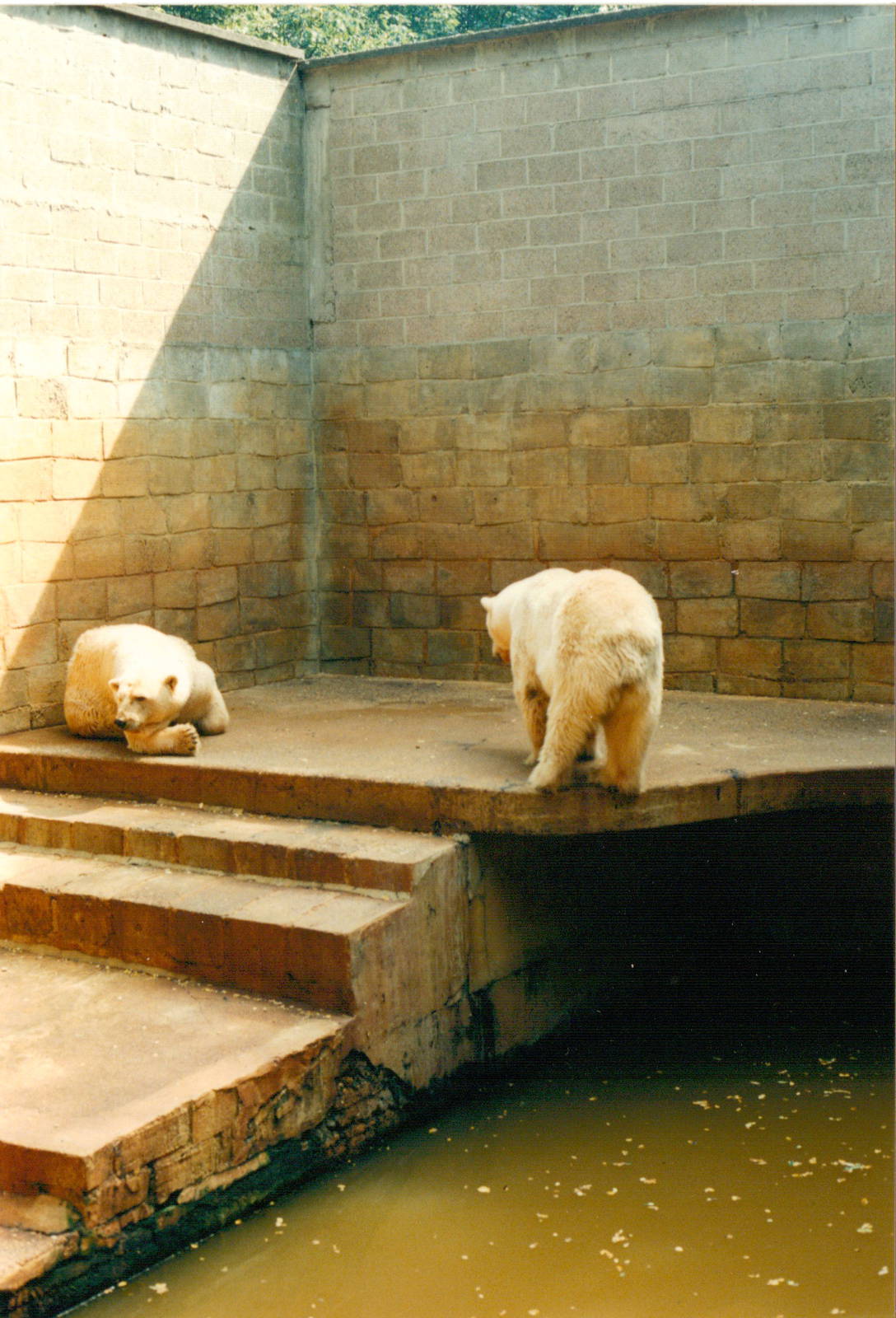 Limburgse Zoo, Genk - Polar bear 'enclosure'