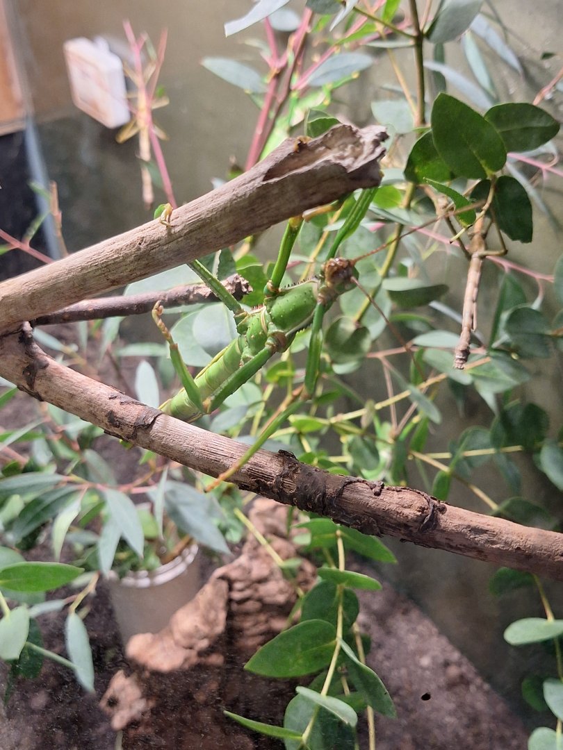 Lime Green Stick Insect