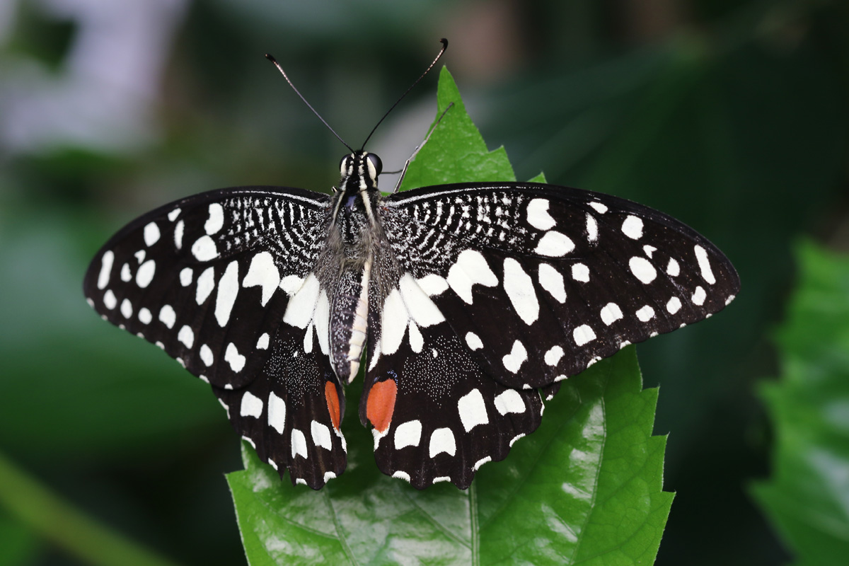 Lime Swallowtail at ZSL London Zoo 2/11/2018