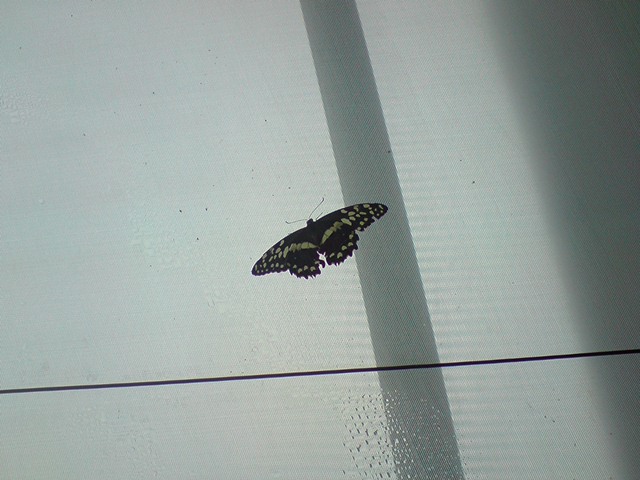 Lime swallowtail butterfly in Butterfly Forest exhibit at Bristol Zoo, 9 Au
