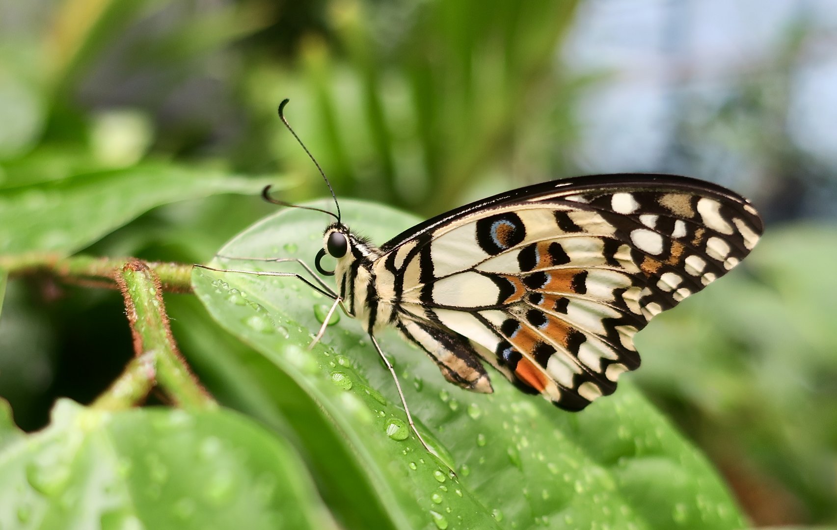 Lime Swallowtail (Papilio demoleus) - Changi Airport Butterfly Garden