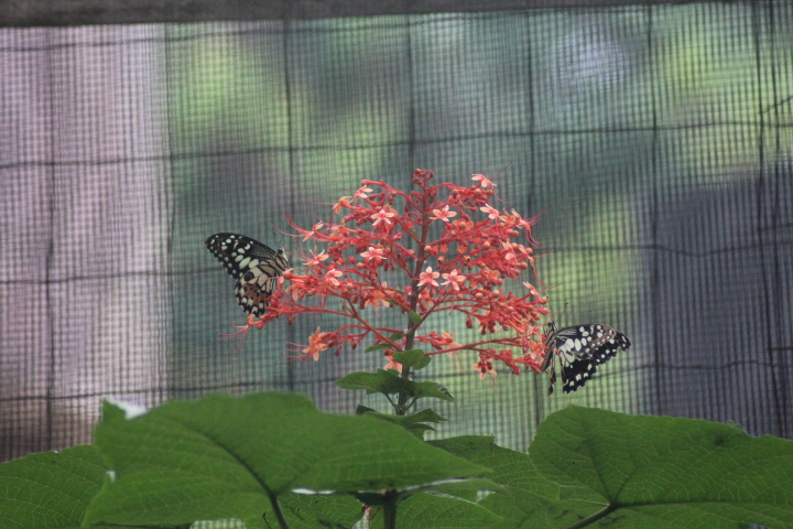 Lime swallowtail (Papilio demoleus)