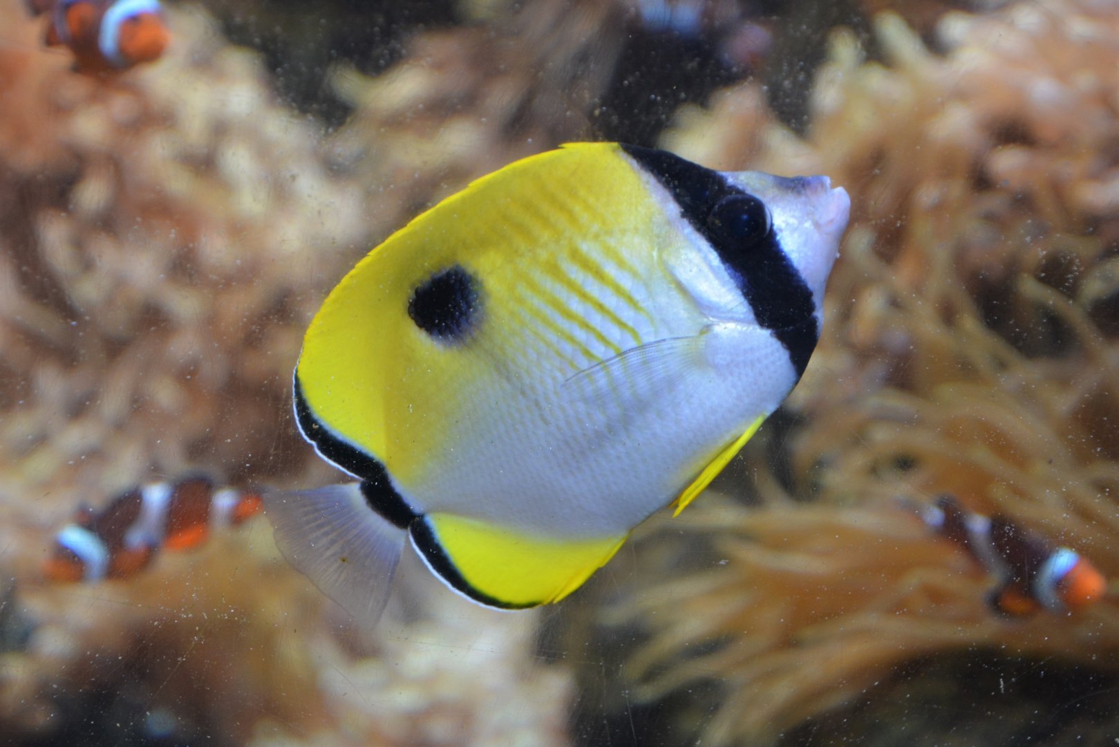 Limespot butterflyfish (Chaetodon unimaculatus)