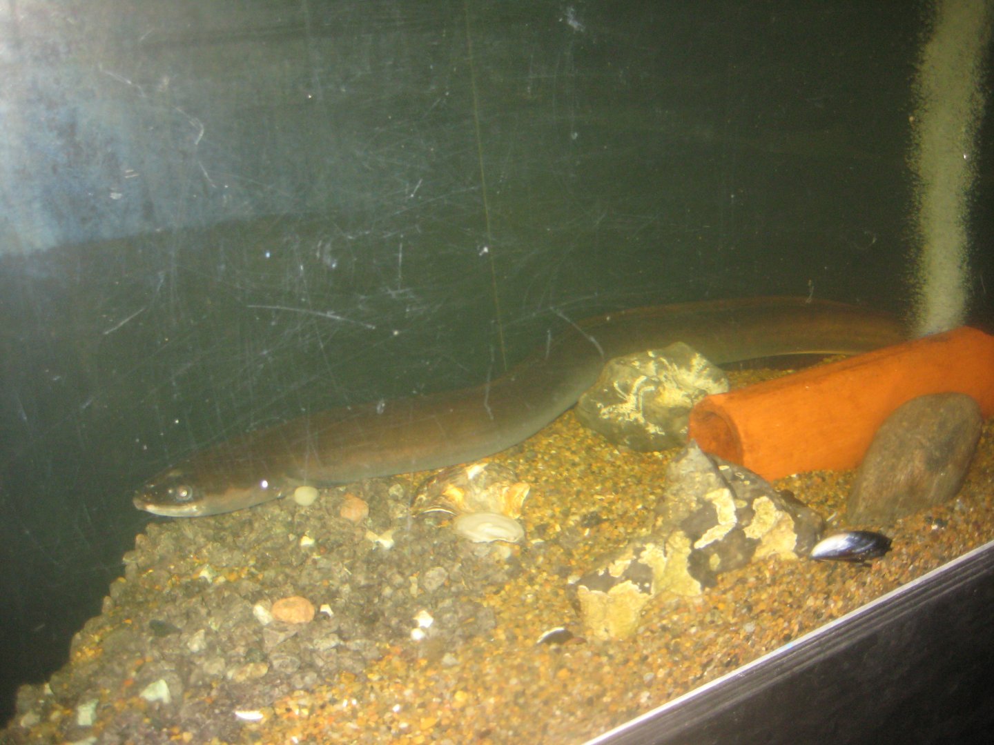 Limfjordsmuseet - Main building - Eel tank
