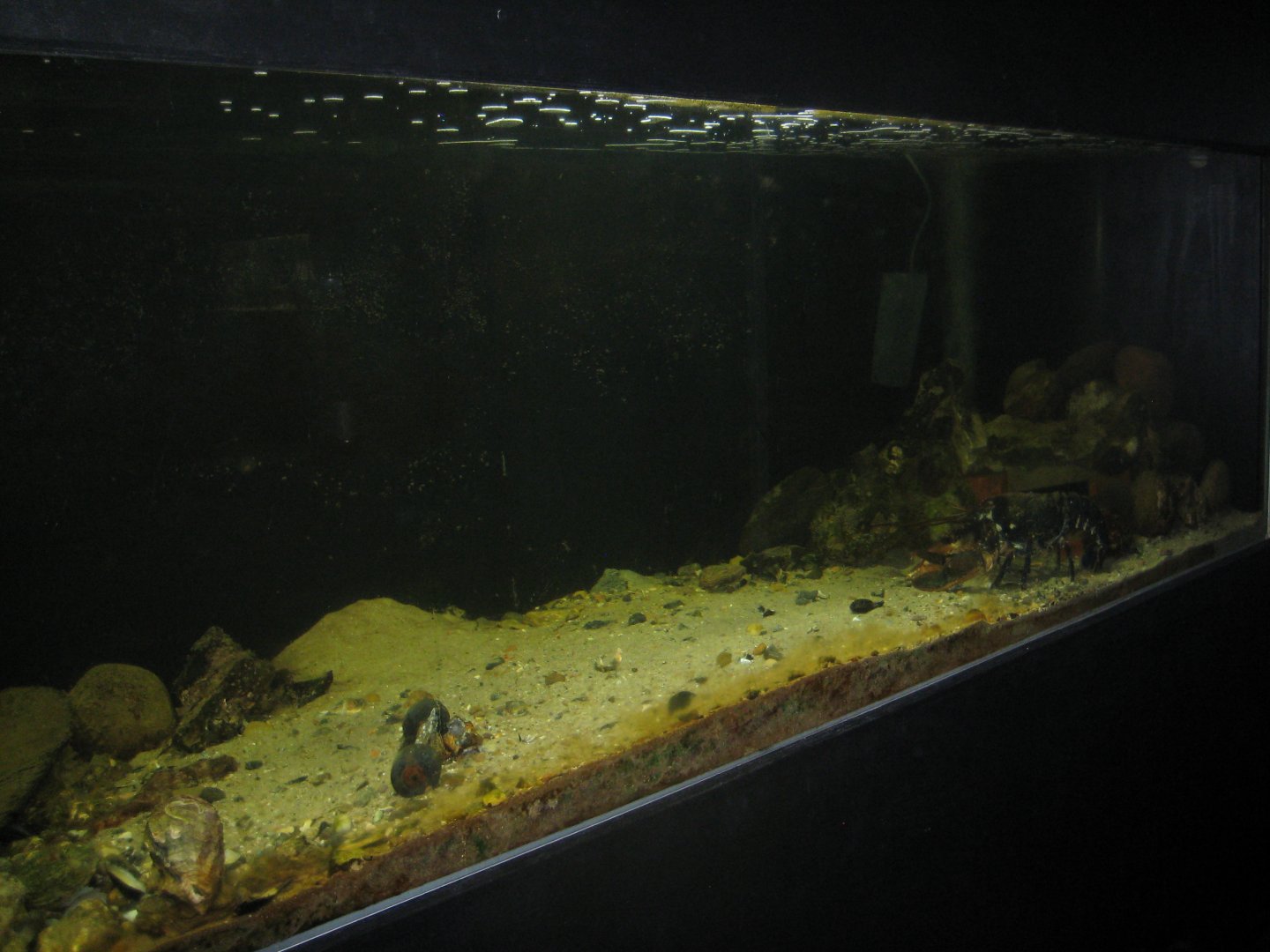 Limfjordsmuseet - Main building - Lobster tank