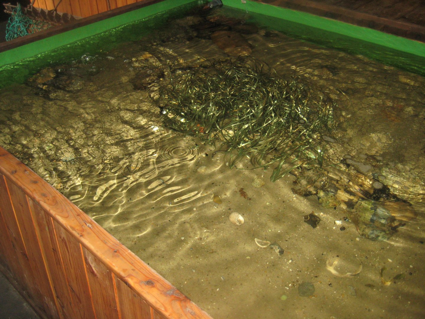 Limfjordsmuseet - Main building - Touch pool