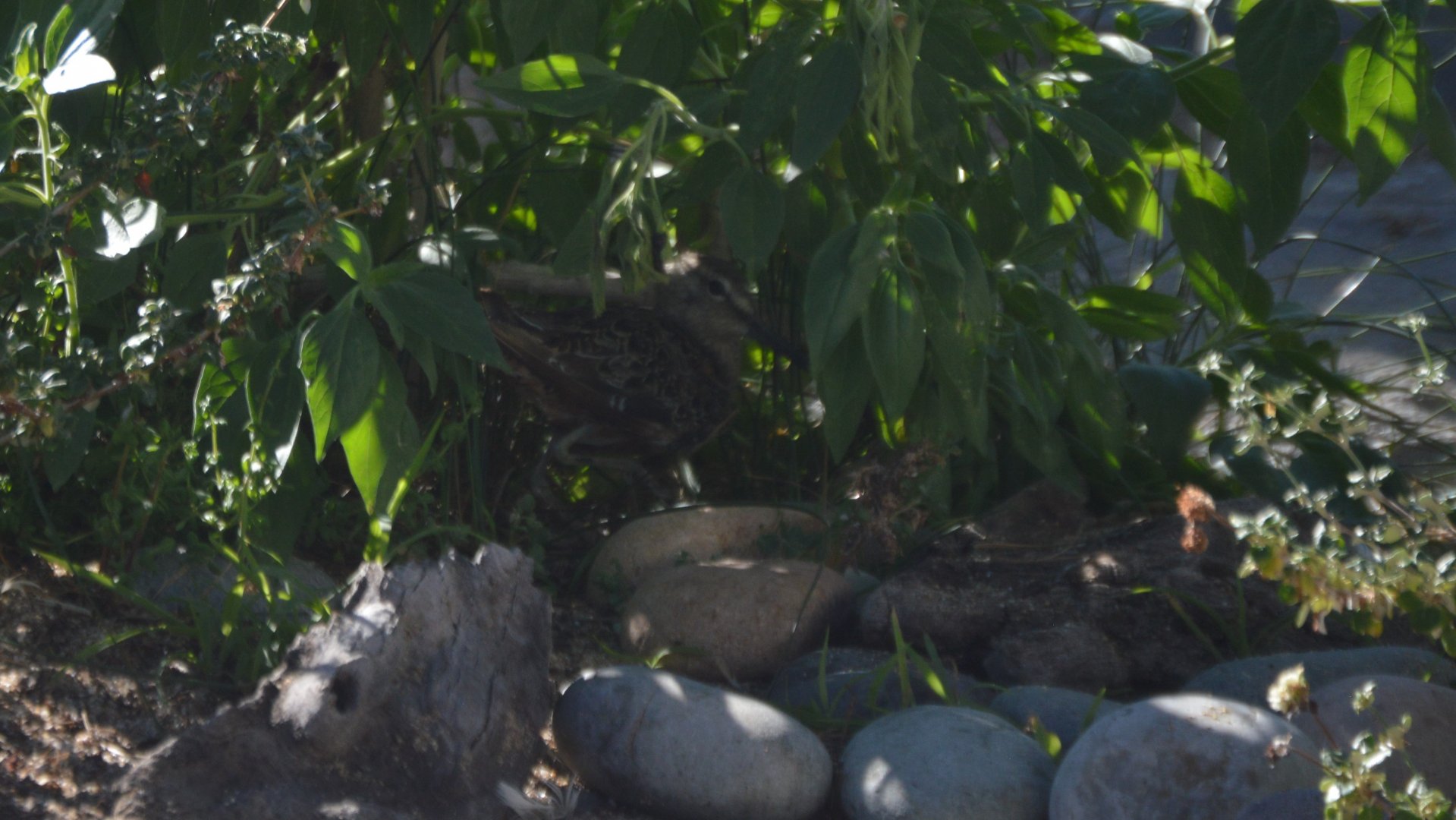 Limnodromus scolopaceus