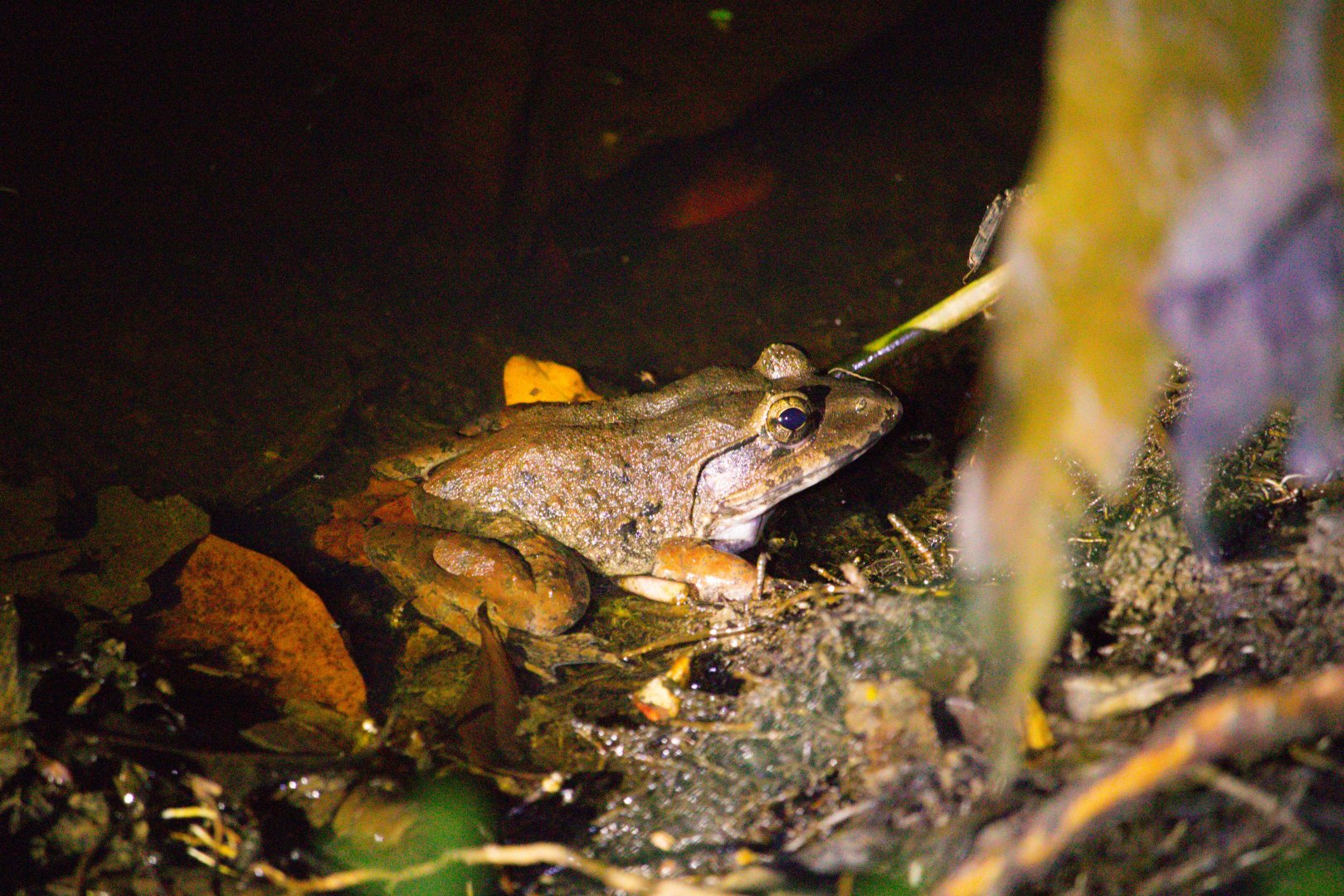 Limnonectes blythii / Malayan River Frog