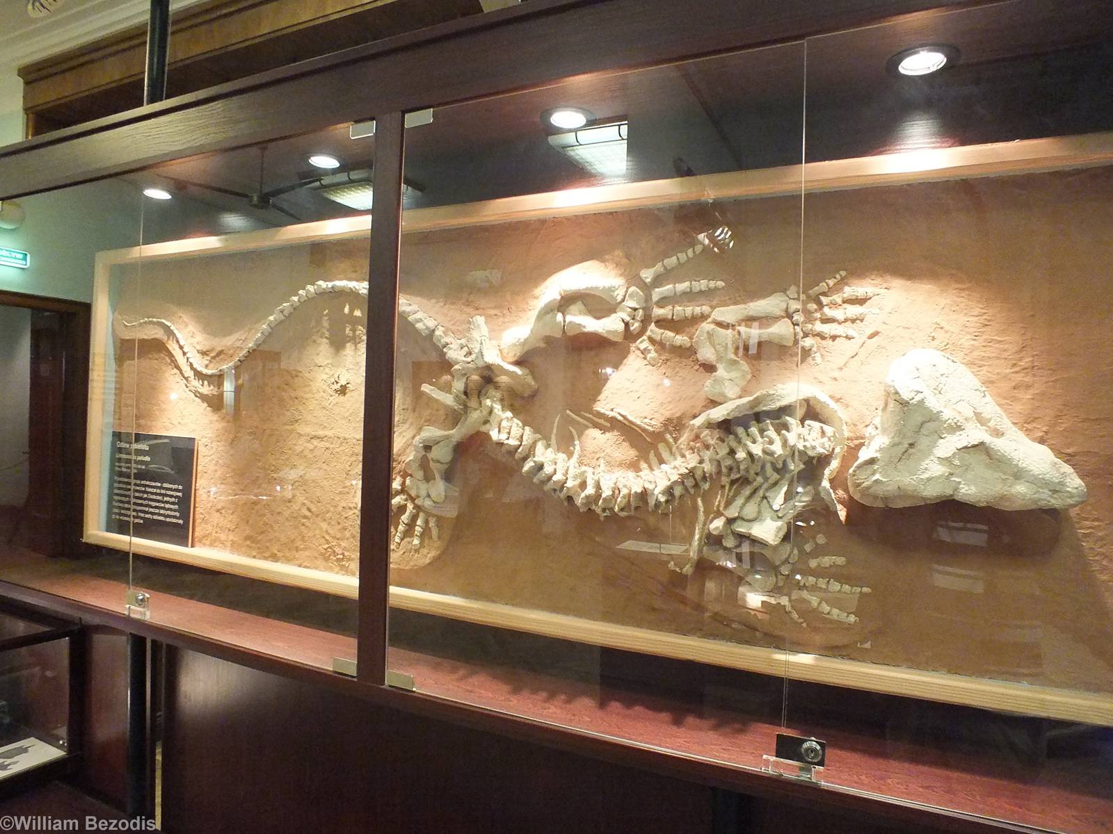 Limnoscelis paludis - Warsaw Museum of Evolution