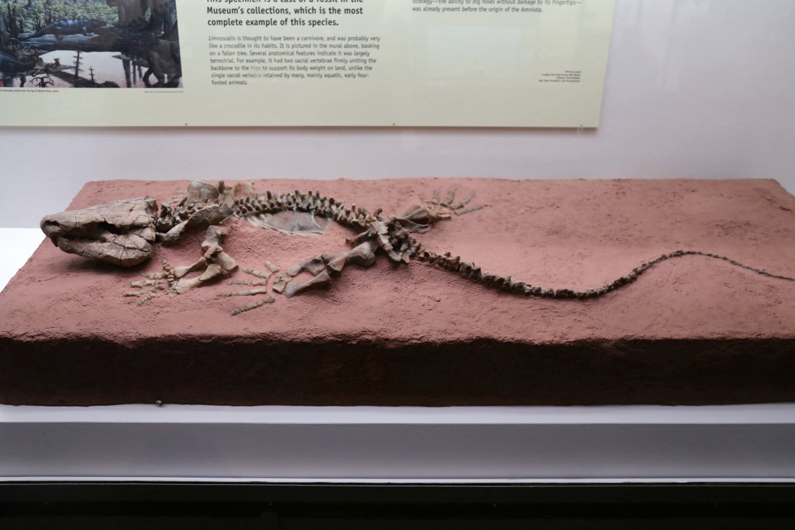 Limnoscelis paludism, Holotype (YPM 811)