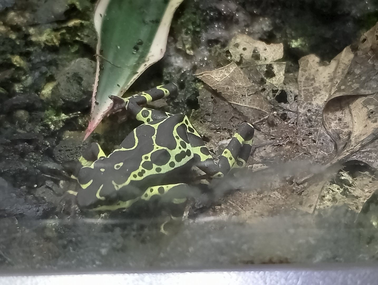 Limonette-stubfoot toad