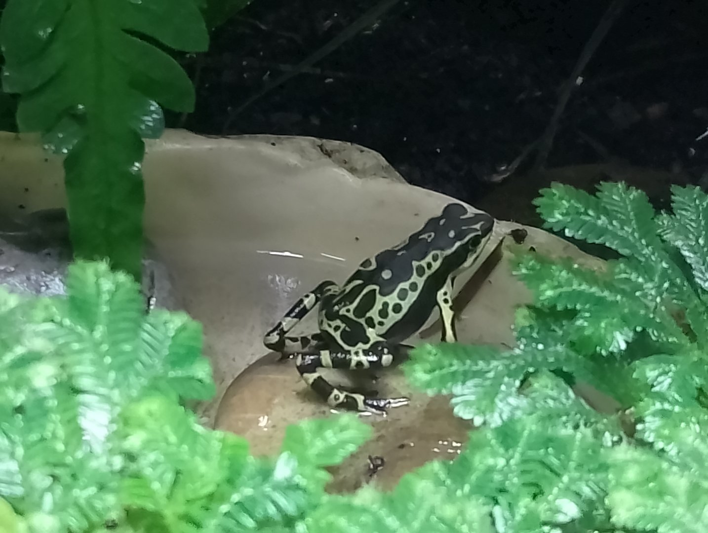 Limonette-stubfoot toad
