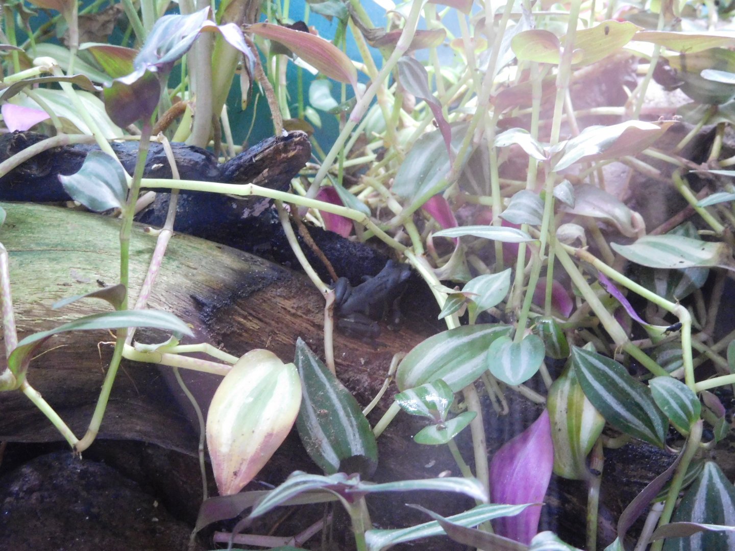 Limosa harlequin frog (Atelopus limosus)