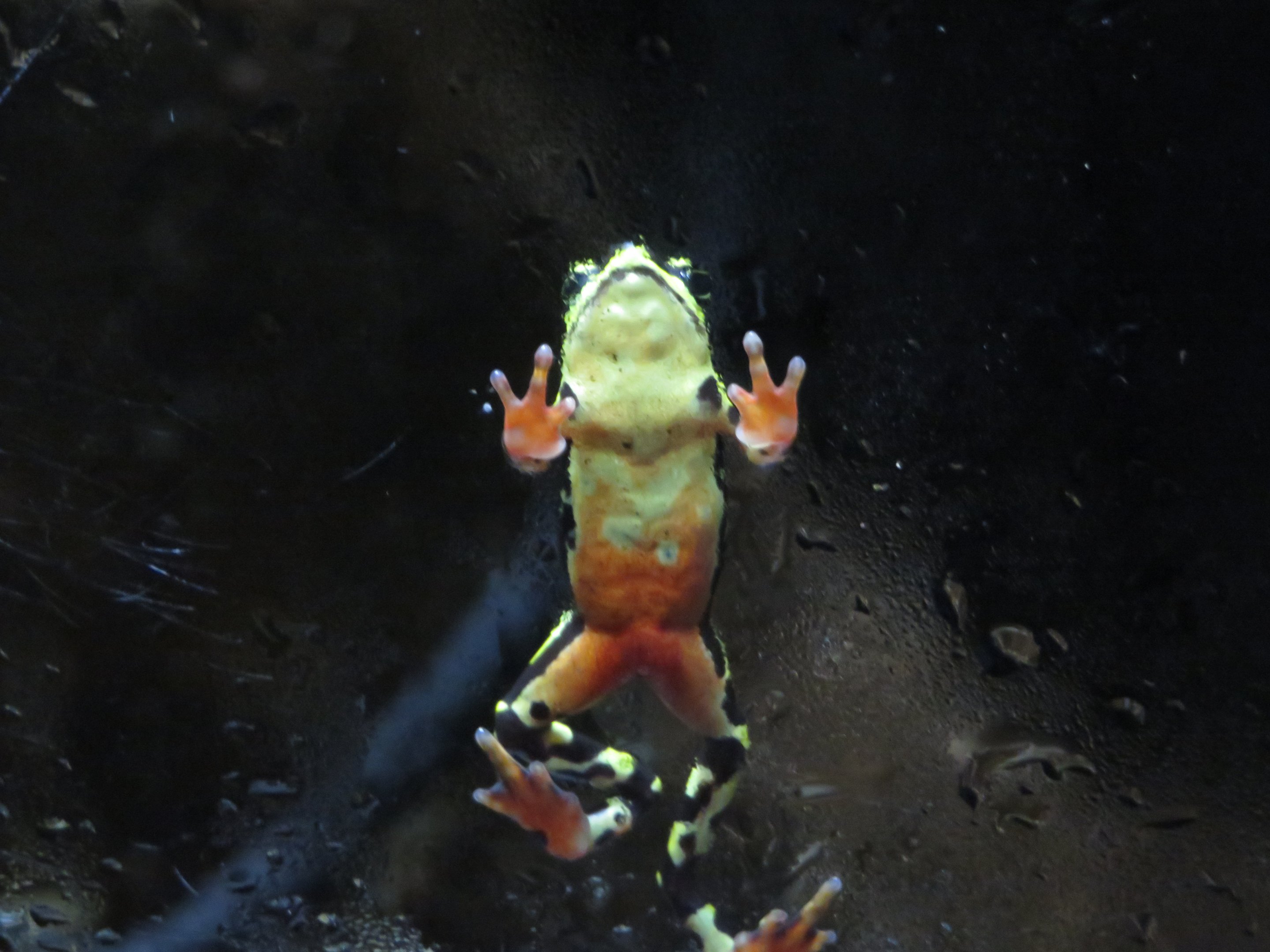 Limosa Harlequin Frog