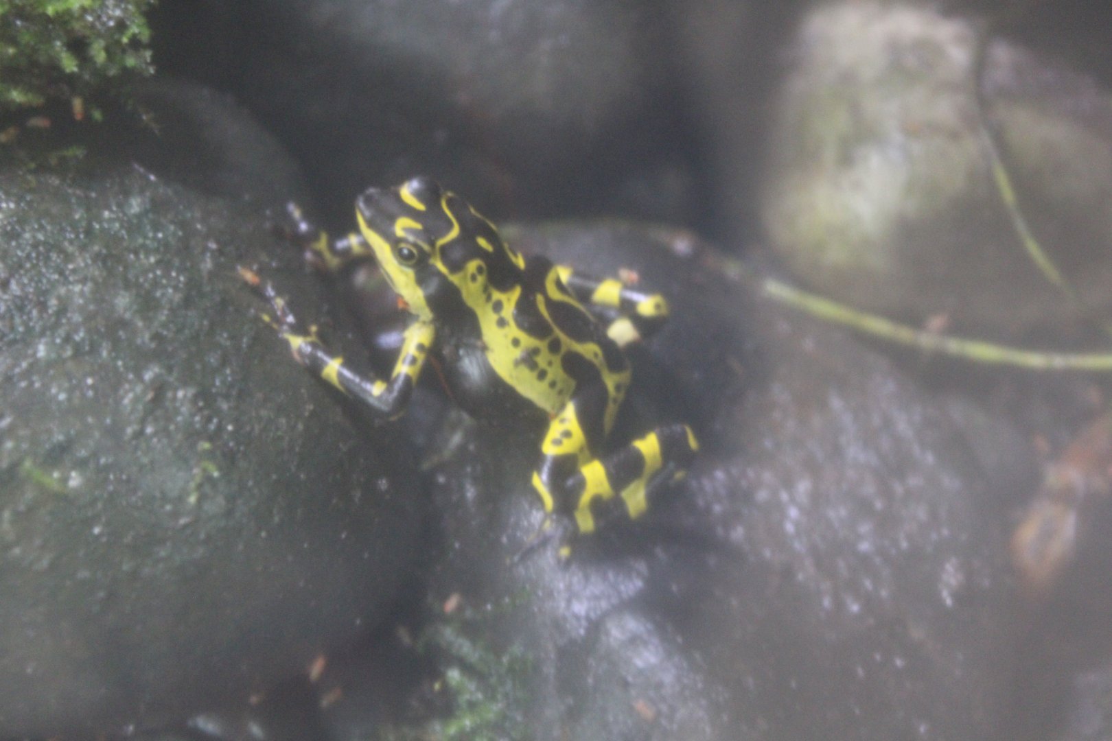 Limosa Harlequin Frog