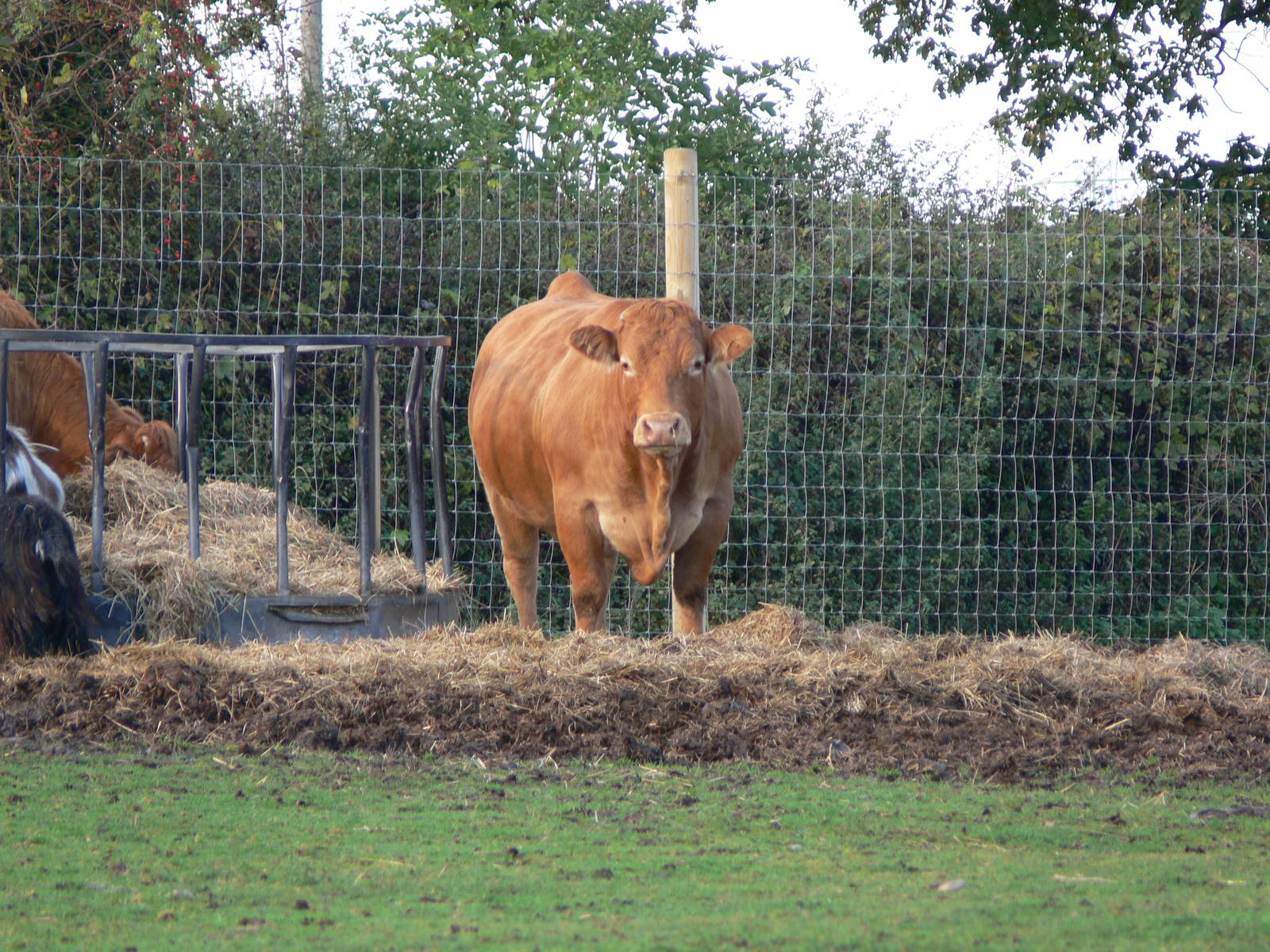 Limousin Cattle at Yorkshire WP 01/11/12