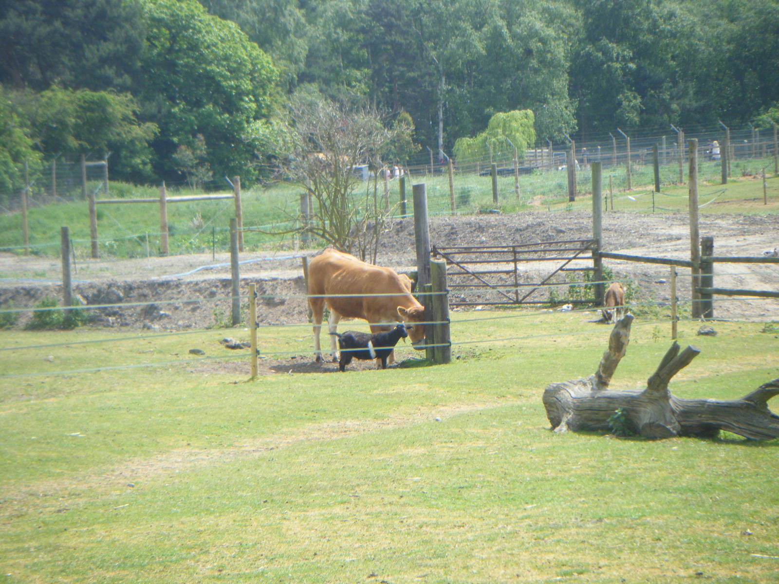 Limousin Cow and pygmy Goat