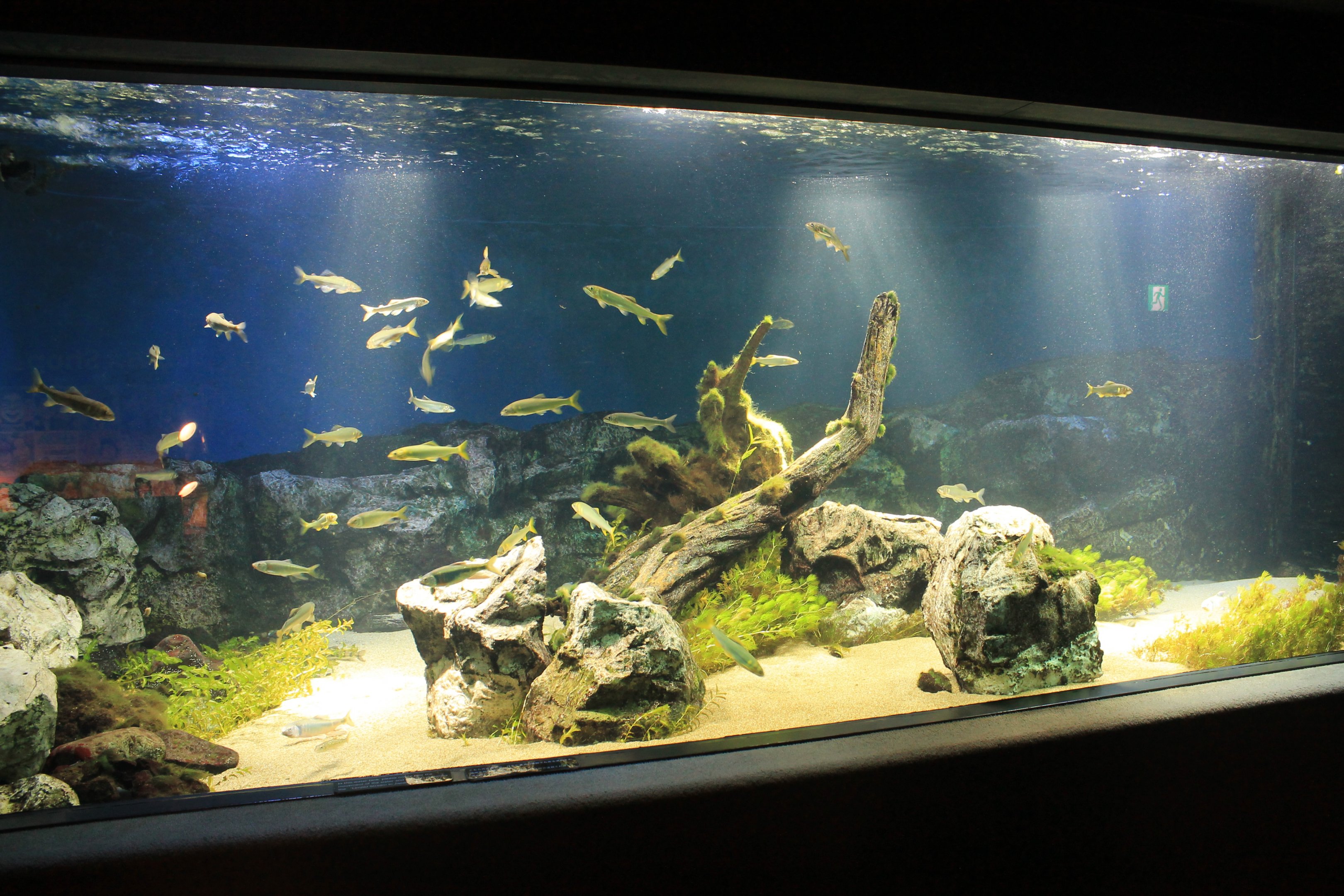 Limpid Stream in Japan