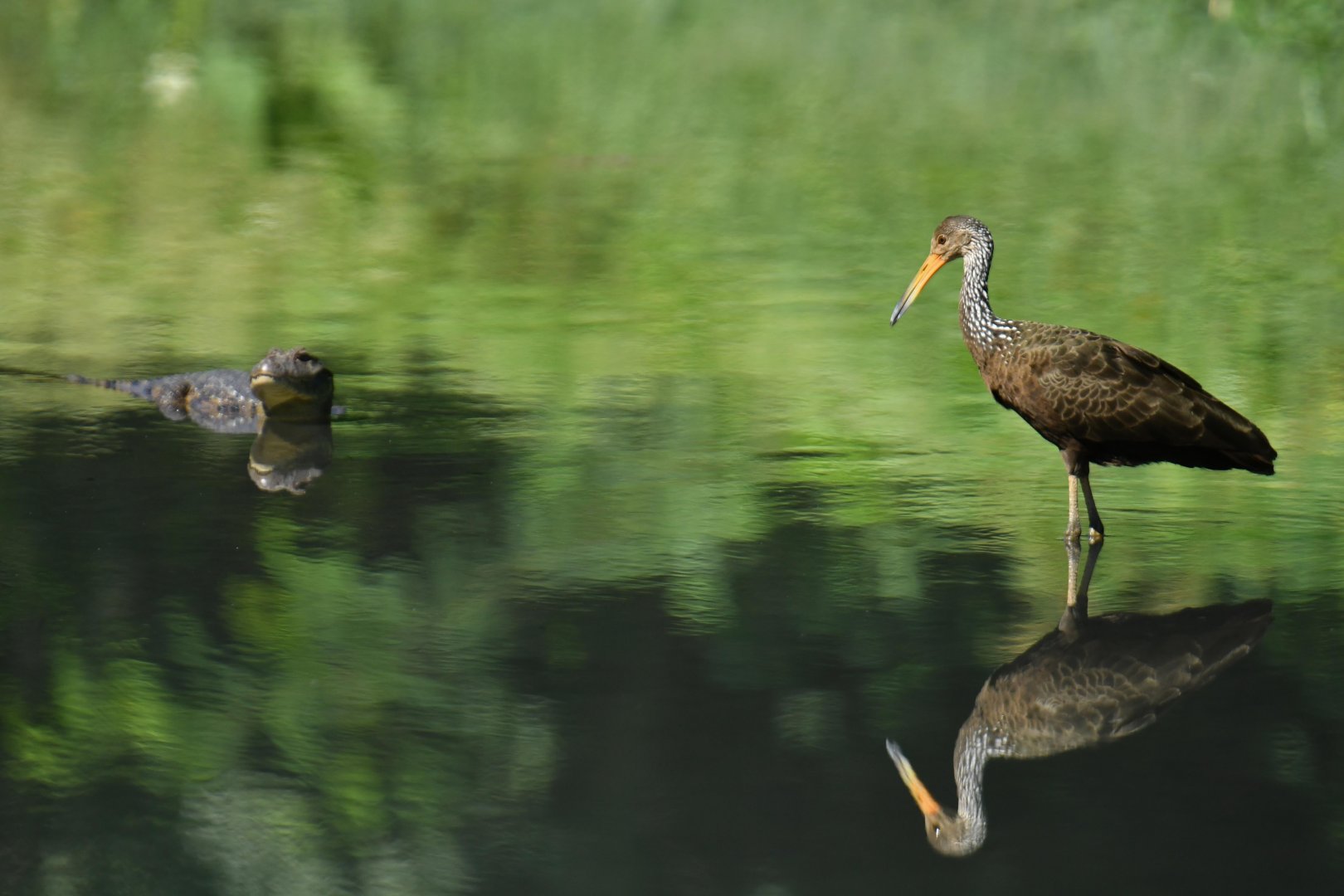 Limpkin (Aramus guarauna) and caiman (Caiman latirostris)