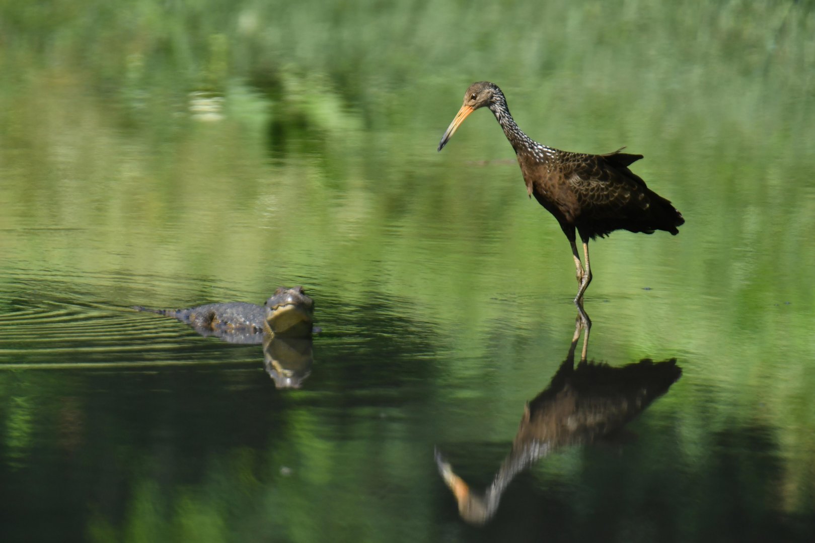 Limpkin (Aramus guarauna) and caiman (Caiman latirostris)