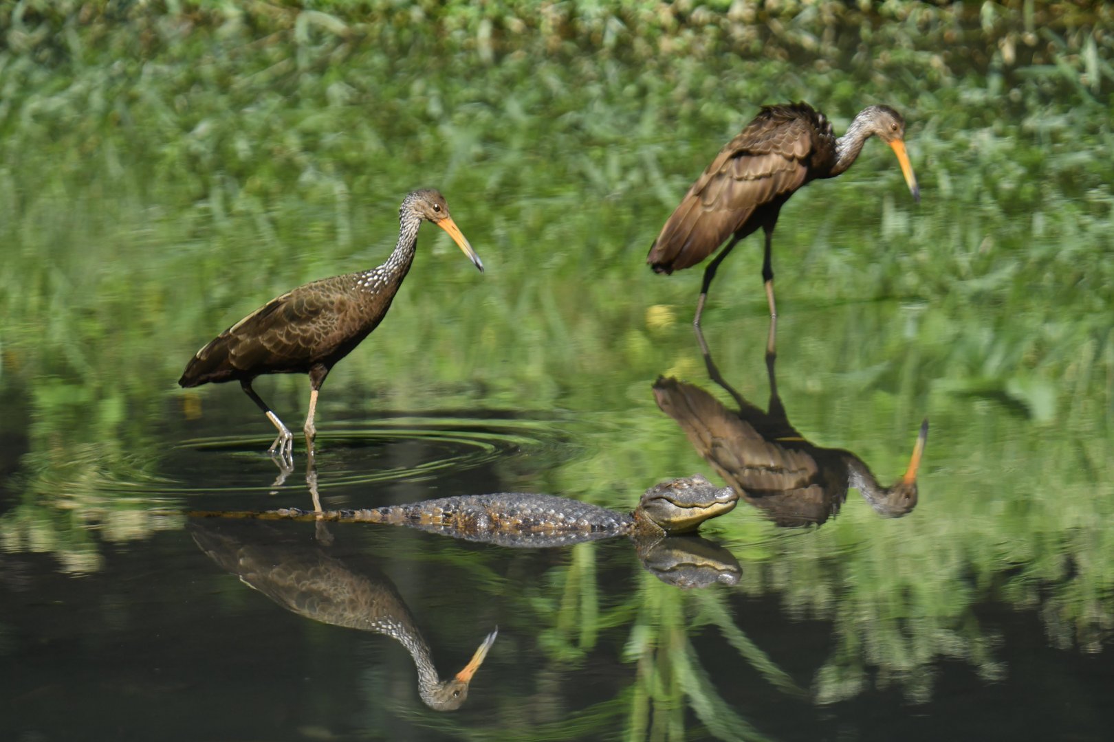 Limpkin (Aramus guarauna) and caiman (Caiman latirostris)
