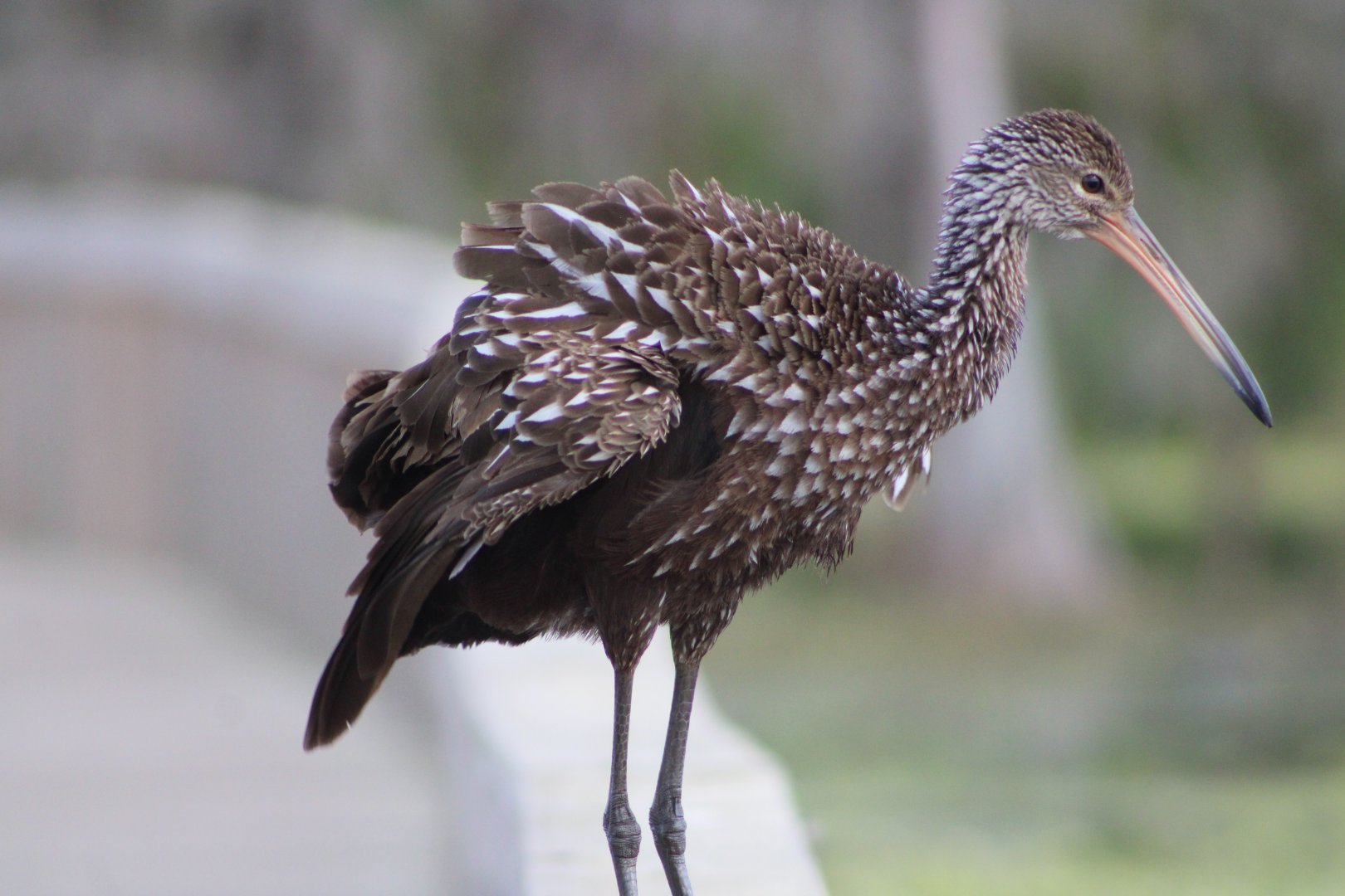 Limpkin (Aramus guarauna pictus)