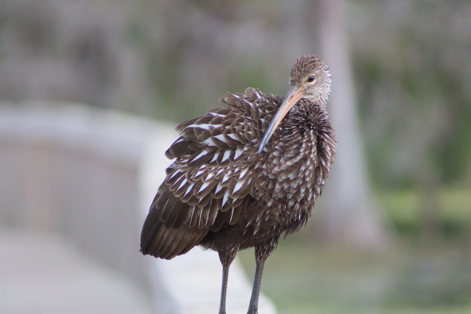 Limpkin (Aramus guarauna pictus)