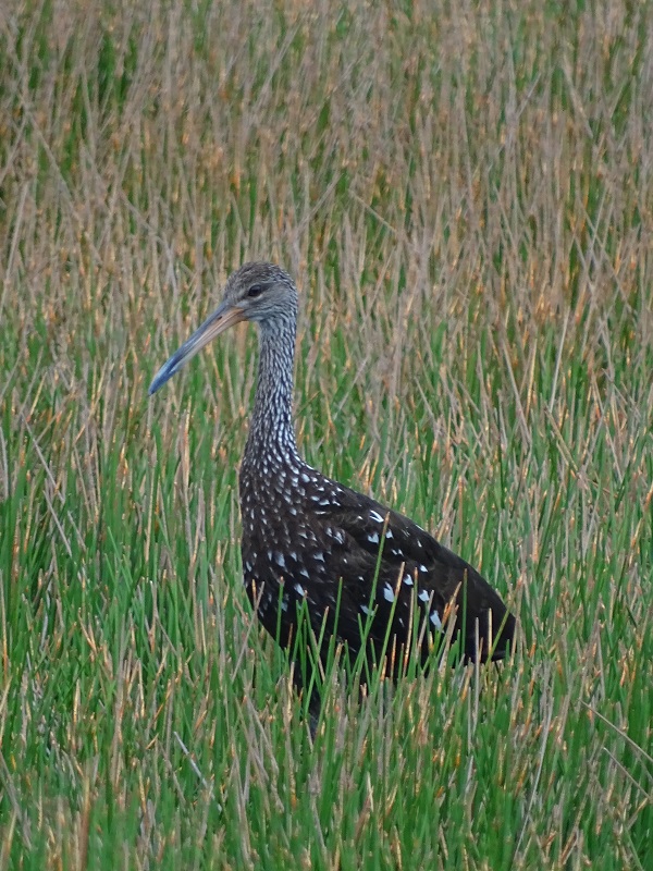 Limpkin (Aramus guarauna)