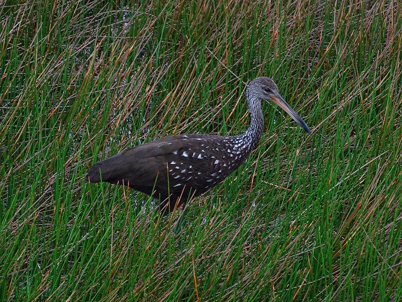 Limpkin (Aramus guarauna)