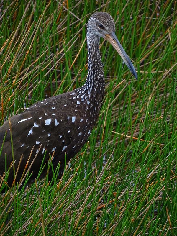 Limpkin (Aramus guarauna)