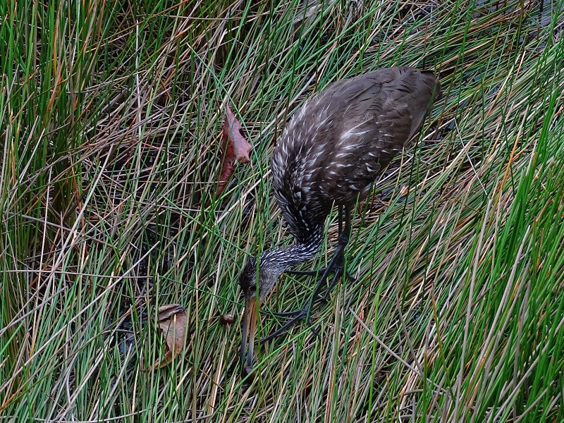 Limpkin (Aramus guarauna)