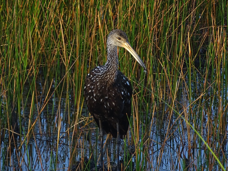 Limpkin (Aramus guarauna)