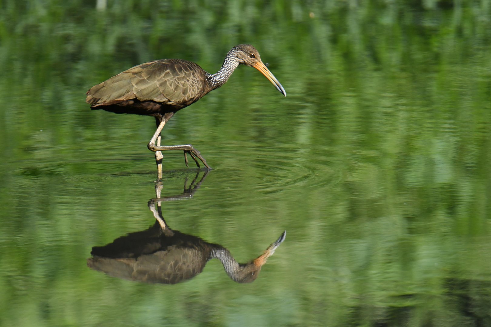Limpkin (Aramus guarauna)