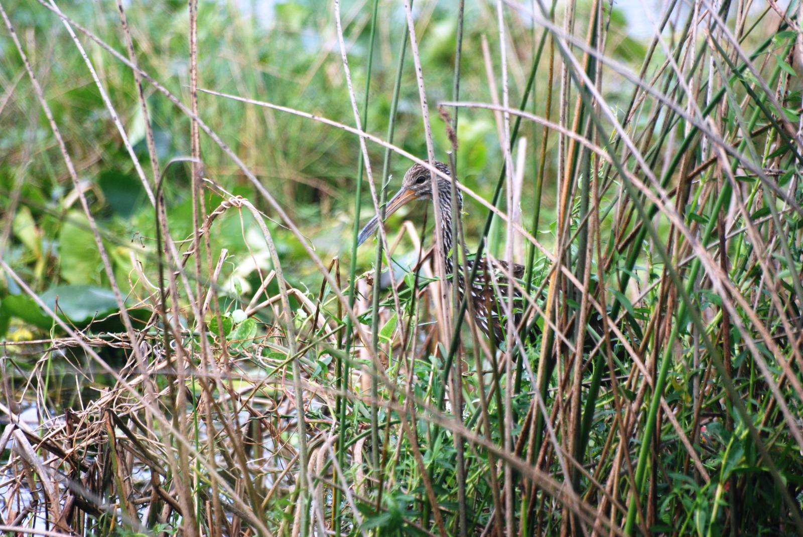 Limpkin, Celery Fields, Sarasota, October 2013