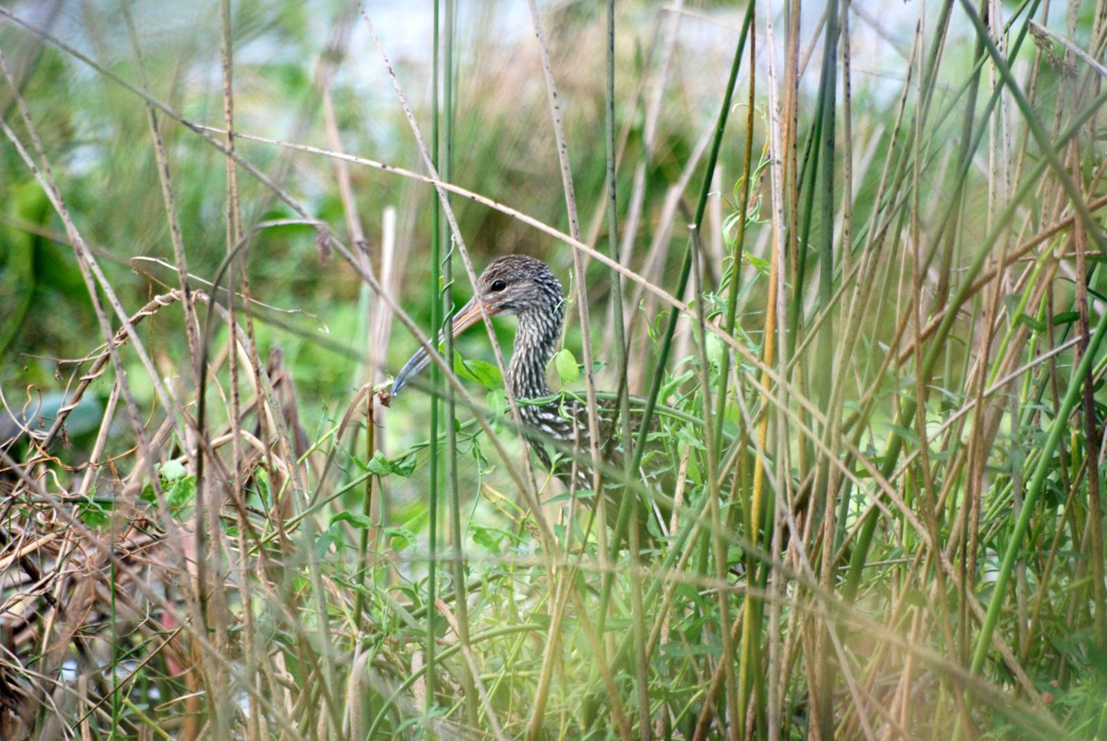 Limpkin, Celery Fields, Sarasota, October 2013