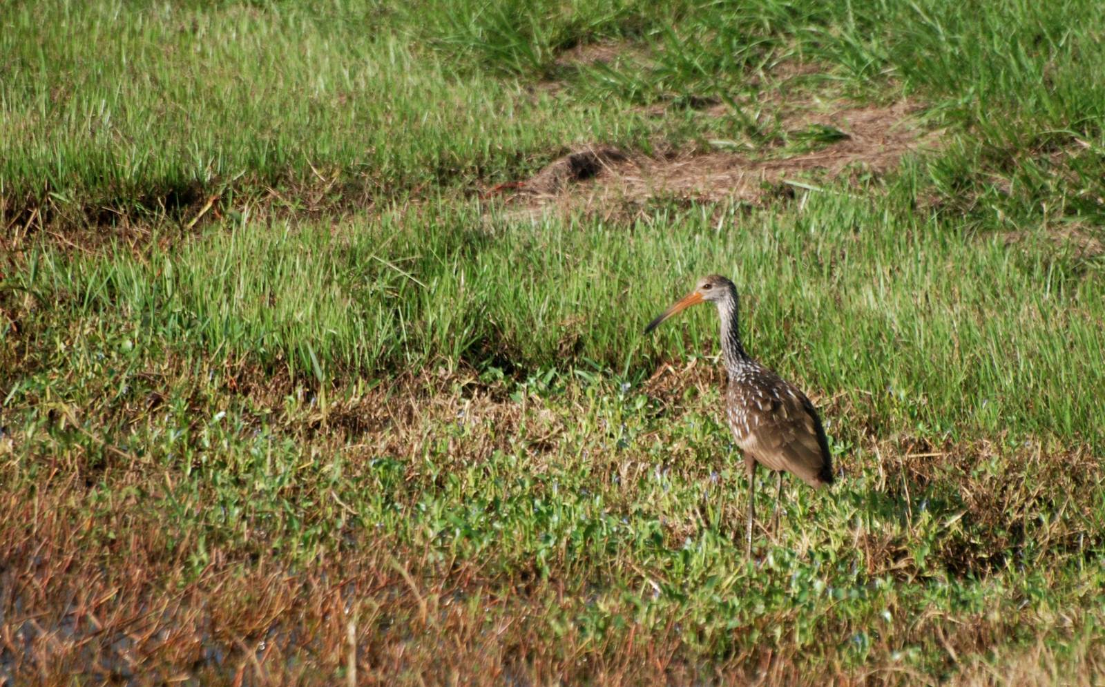 Limpkin, Celery Fields, Sarasota, October 2013