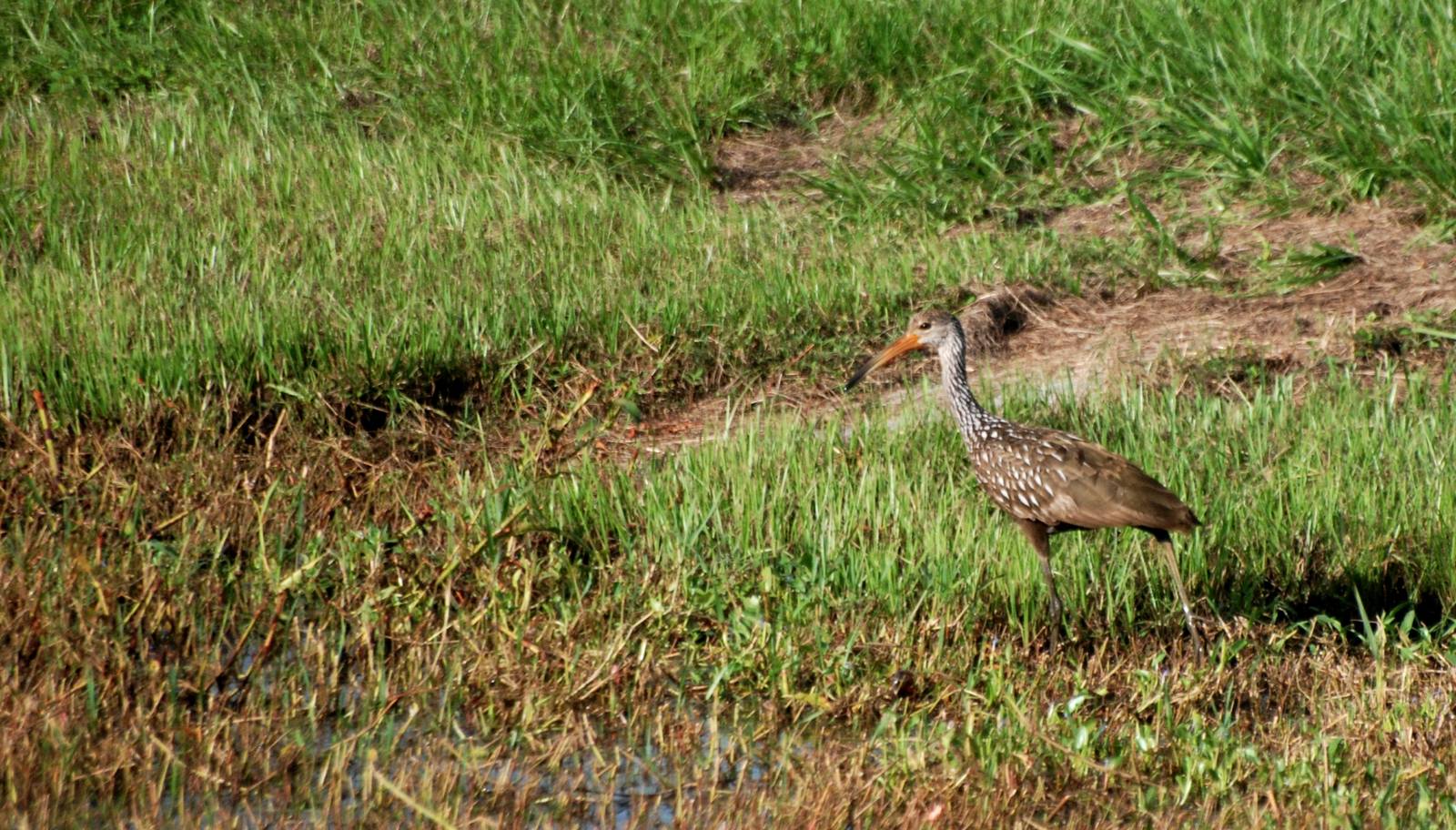 Limpkin, Celery Fields, Sarasota, October 2013