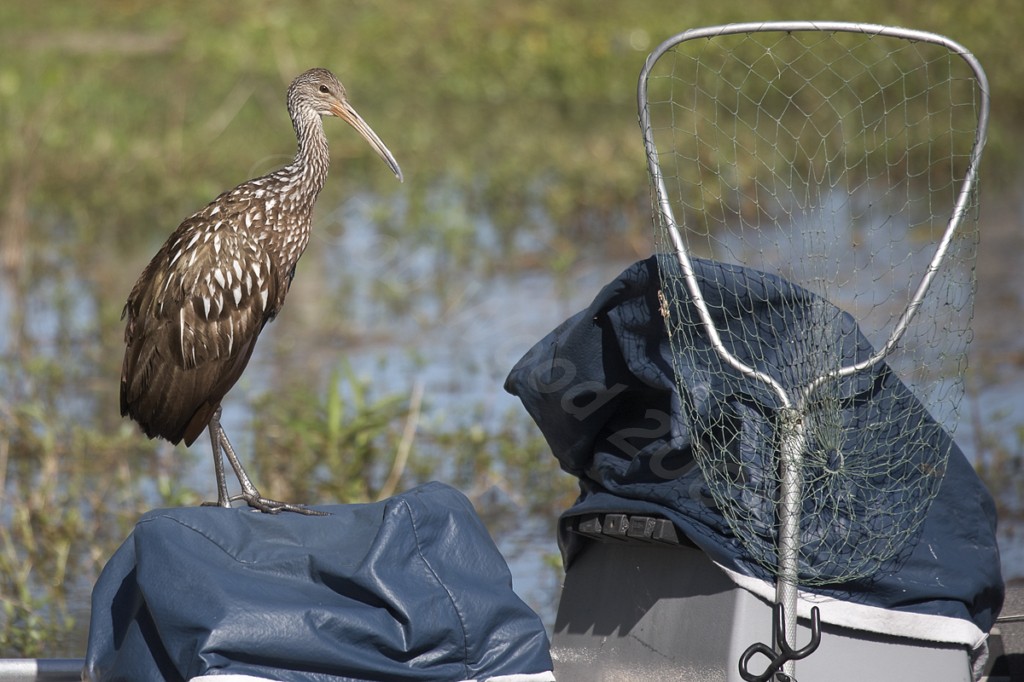 Limpkin