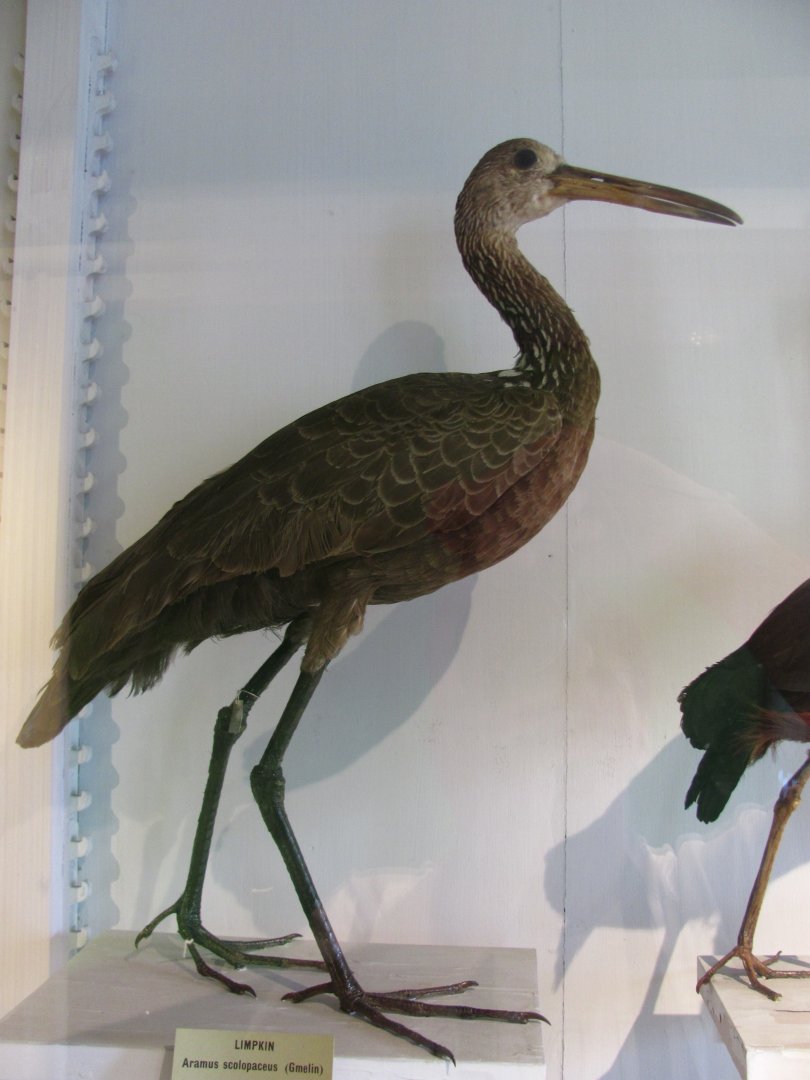 Limpkin